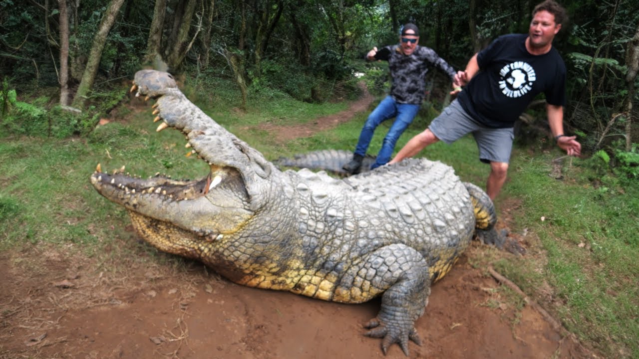Crocodilo gigante de 124 anos é o mais velho do mundo e tem 10 mil filhotes