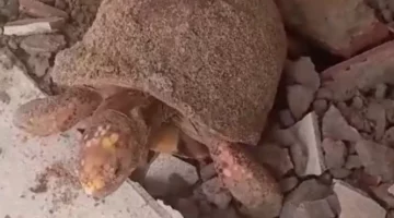 Jabuti encontrado sobreviveu por 10 anos soterrado em piso de casa; vídeo