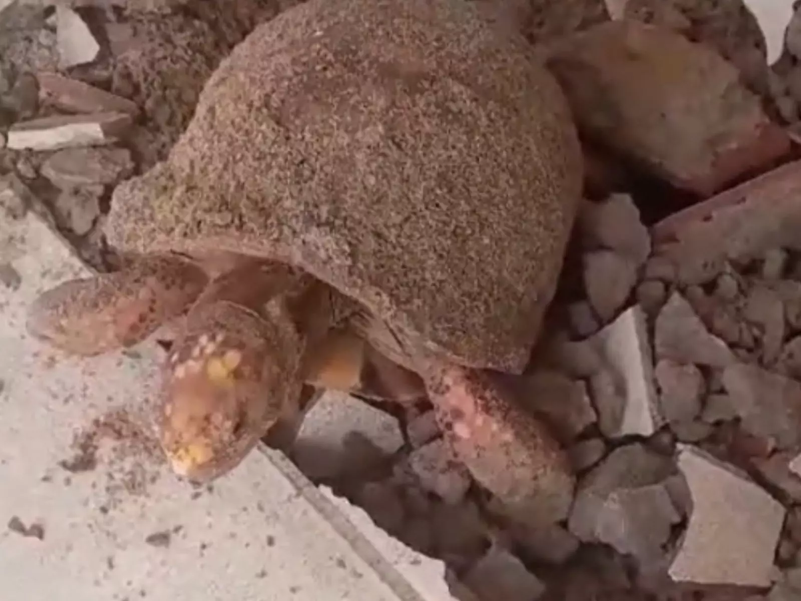 Jabuti encontrado sobreviveu por 10 anos soterrado em piso de casa; vídeo