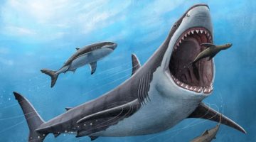 Megalodon pode ainda existir?