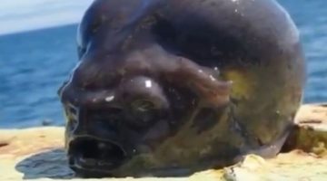 Peixe com aparência bizarra é capturado e chamado de ‘alienígena’ por internautas; vídeo