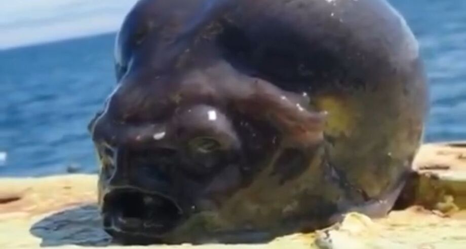 Peixe com aparência bizarra é capturado e chamado de ‘alienígena’ por internautas; vídeo