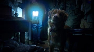 Trailer de ‘Good Boy’ atinge 2,5 milhões de views e antecipa sucesso de filme de terror com cachorro