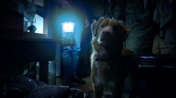 Terror canino ‘Bom Menino’ surpreende com estreia de US$ 2,25 milhões nos cinemas dos EUA