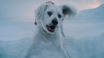 James Gunn explica como Krypto será diferente em Supergirl