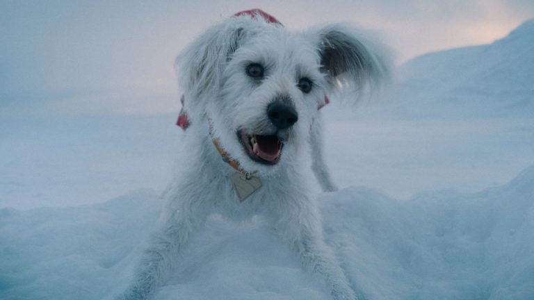 Baby Krypto rouba a cena em novo spot de “Supergirl” no Puppy Bowl