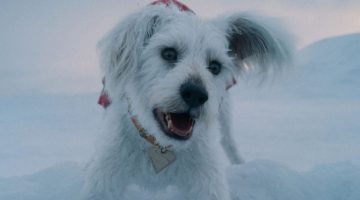 Krypto, queridinho do novo DCU, vai ganhar série animada