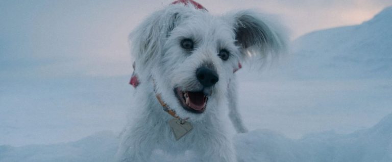 Krypto, queridinho do novo DCU, vai ganhar série animada
