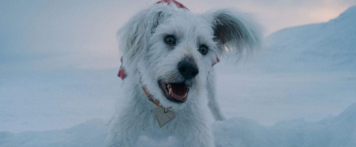 Krypto, queridinho do novo DCU, vai ganhar série animada