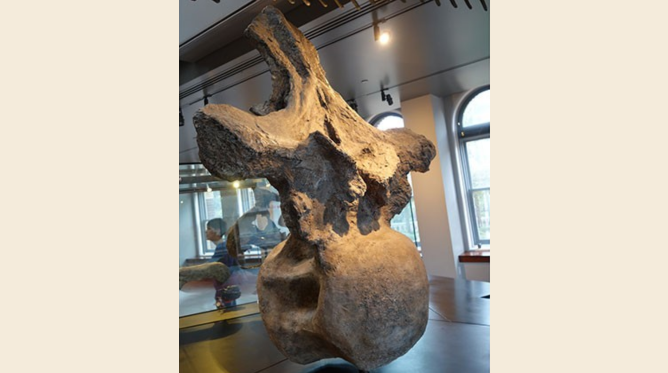 osso de Argentinosaurus