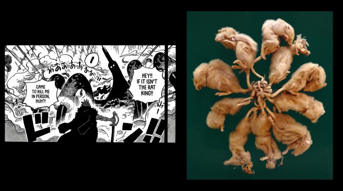 rei dos ratos e rocks one piece