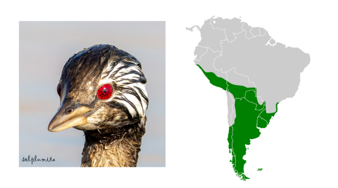 ave mergulhão com mapa da américa latina