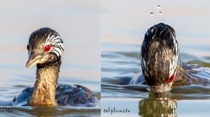 Mergulhão ave pimpollo