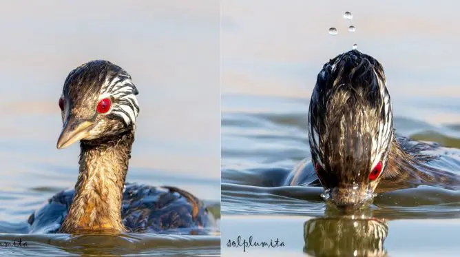 Ave Sul-americana com Olhos Vermelhos Semelhantes ao ‘Sharingan’ Viraliza nas Redes