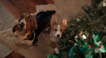 ‘O Natal Perfeito de um Cachorro’: Netflix divulga trailer do filme com Dennis Quaid